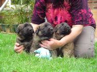 Saffie & Lucas puppies 3 1/2 weeks 